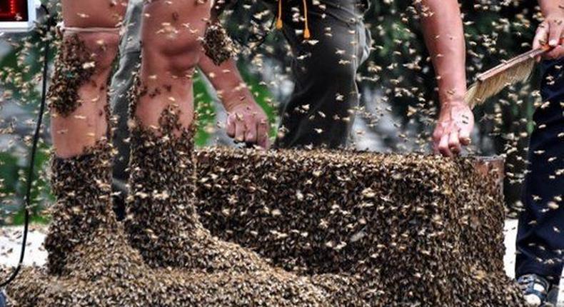 Six people attacked and wounded by aggressive bee swarm