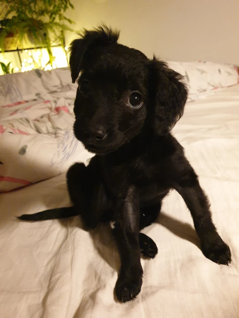 Lusi je nađena ispod kontejnera u Zemunu