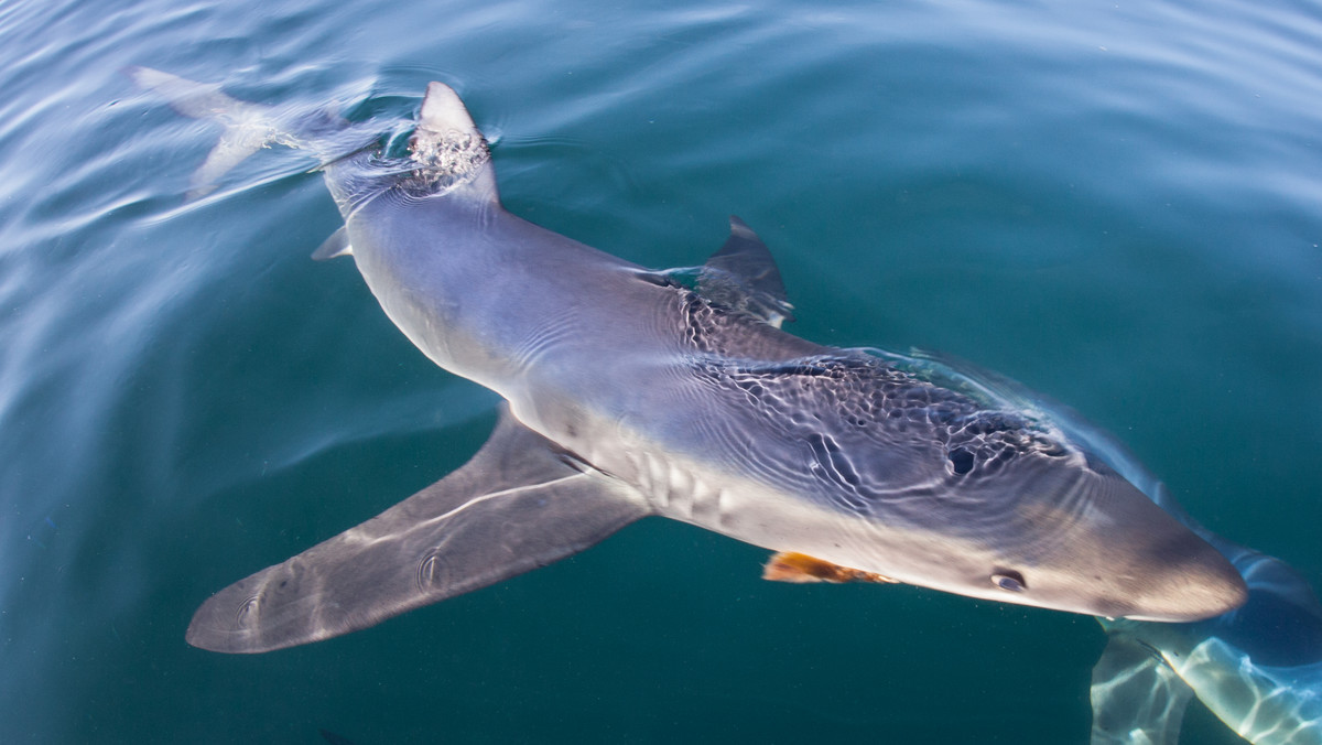 Rekin widziany koło Dubrownika w Chorwacji