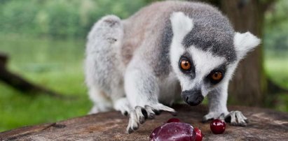 Madagaskar? Nie! Poznań!