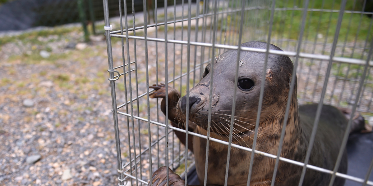 A Common seal named Groot is prepared for release in a transfer cage at Seal Rescue Ireland wildlife sanctuary.