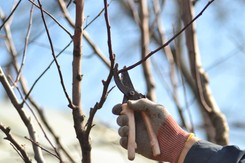 Zimowe cięcie drzew owocowych. Jakie drzewa i krzewy przycinać w styczniu? Do kiedy można przycinać drzewa owocowe?
