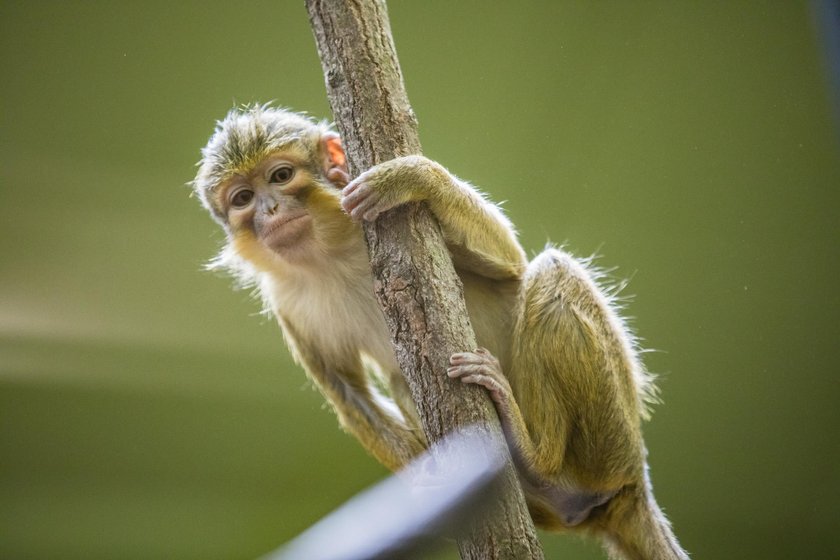 Małpiarnia w poznańskim zoo otwarta