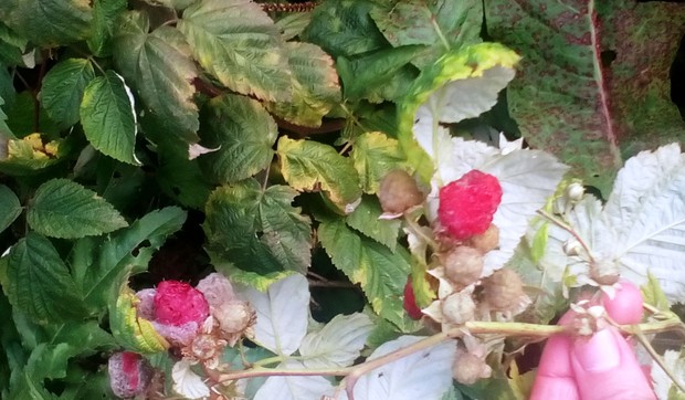 Maline rodile u novombru