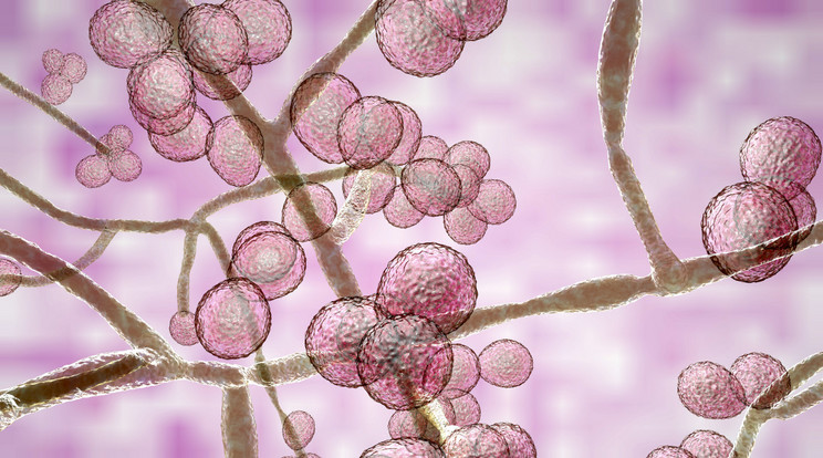 Candida auris mikroszkóp alatt. Ez a gyilkos szépség / Kép: Getty Images