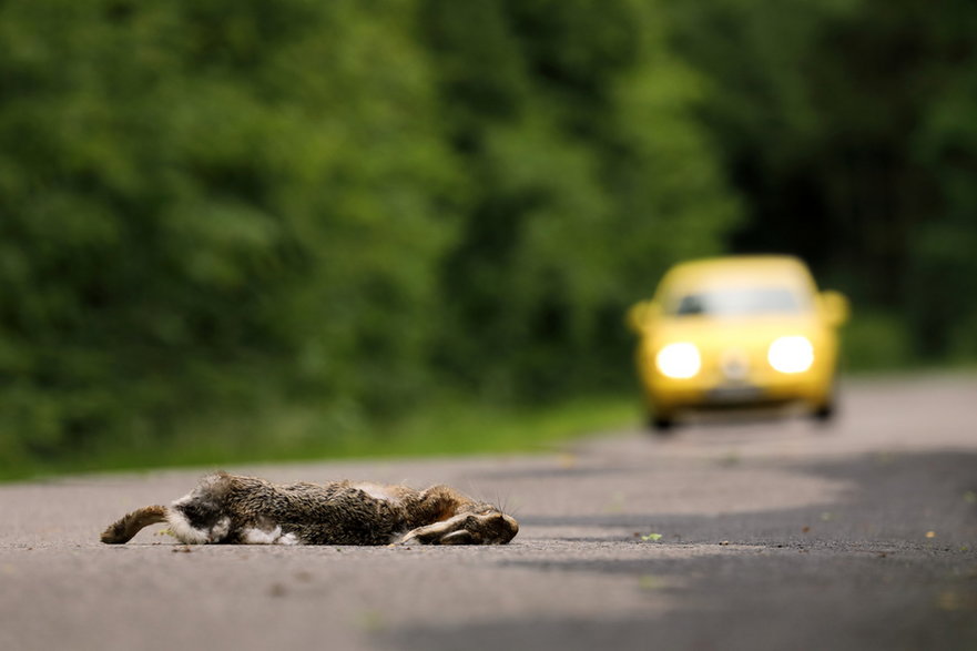 Kolizje z pojazdami to częsta przyczyna śmierci wielu zwierząt, w tym zajęcy
