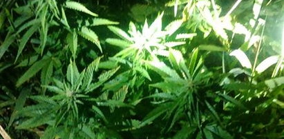 22-latek wpadł podczas pielęgnowania plantacji marihuany