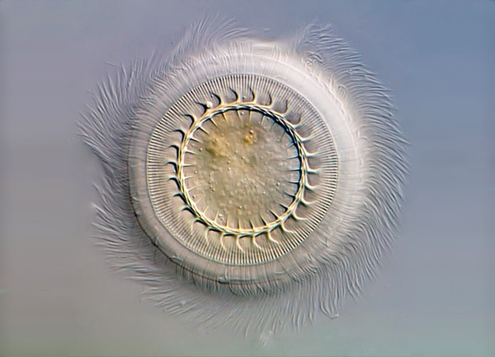 Pierwotniak, 8. miejsce