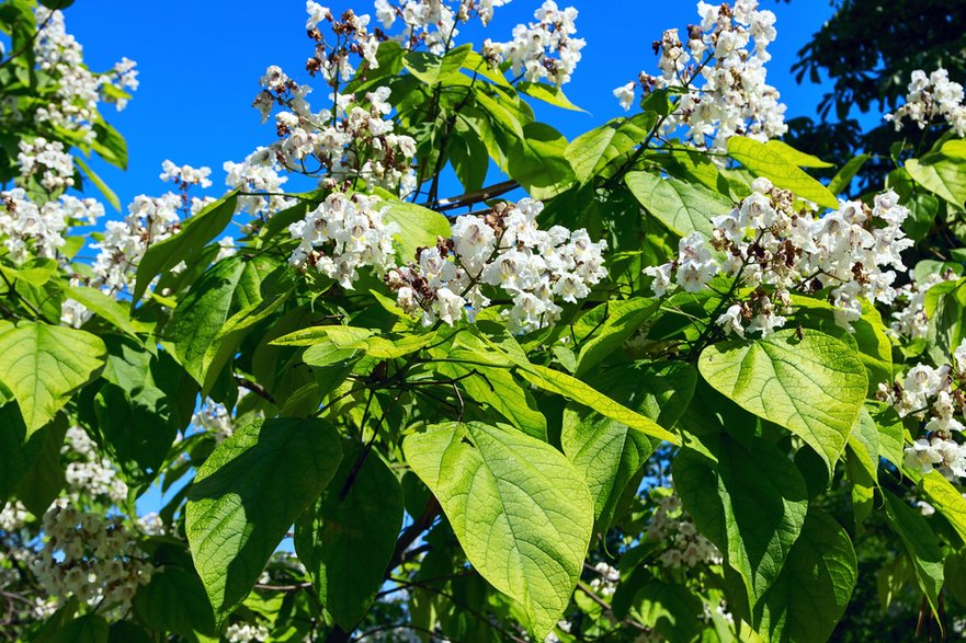 Podczas kwitnienia catalpa wygląda bardzo atrakcyjnie - Andrii/stock.adobe.com