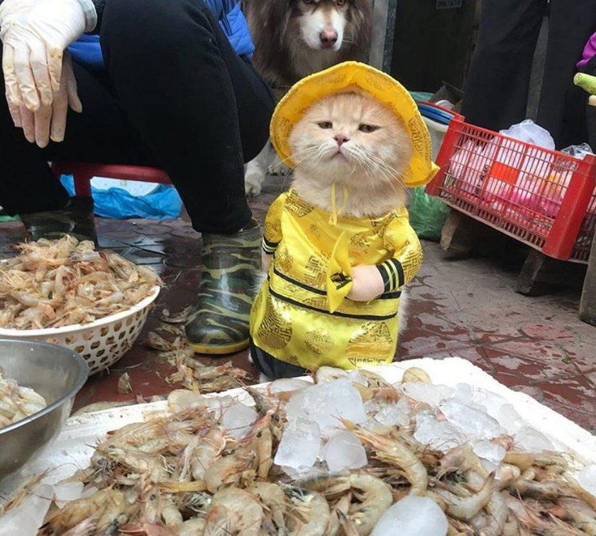 Kot Chó podbija sieć. Najsłodszy sprzedawca ryb na świecie