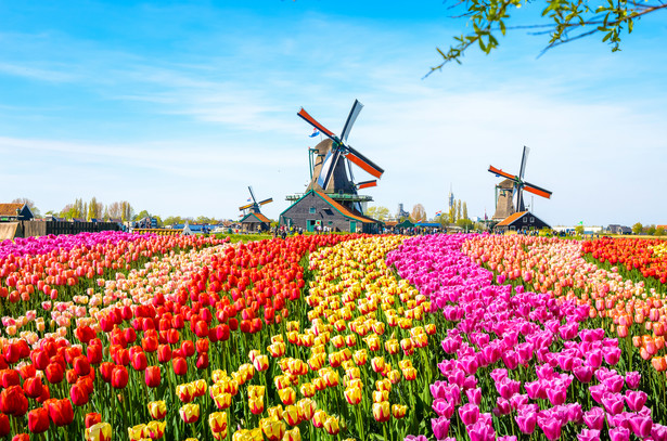 Holandia to jeden z największych producentów i eksporterów tulipanów na świecie