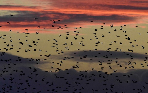 Large flocks of starlings fly at dusk over the Somerset Levels near Glastonbury