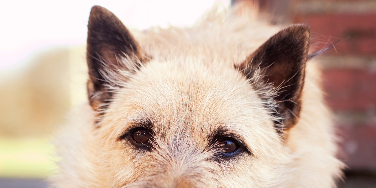 A Cairn dog.