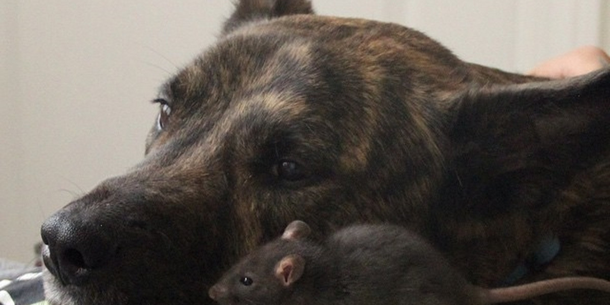 Miłość psa i szczura