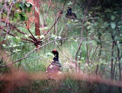 Cietrzew w Polsce bliski wyginięcia. Naukowcy alarmują
