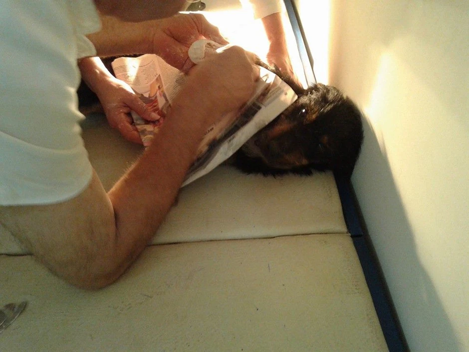 Veterinari su na vreme intervenisali