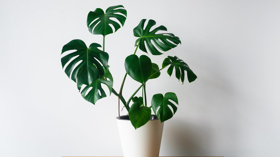 Monstera