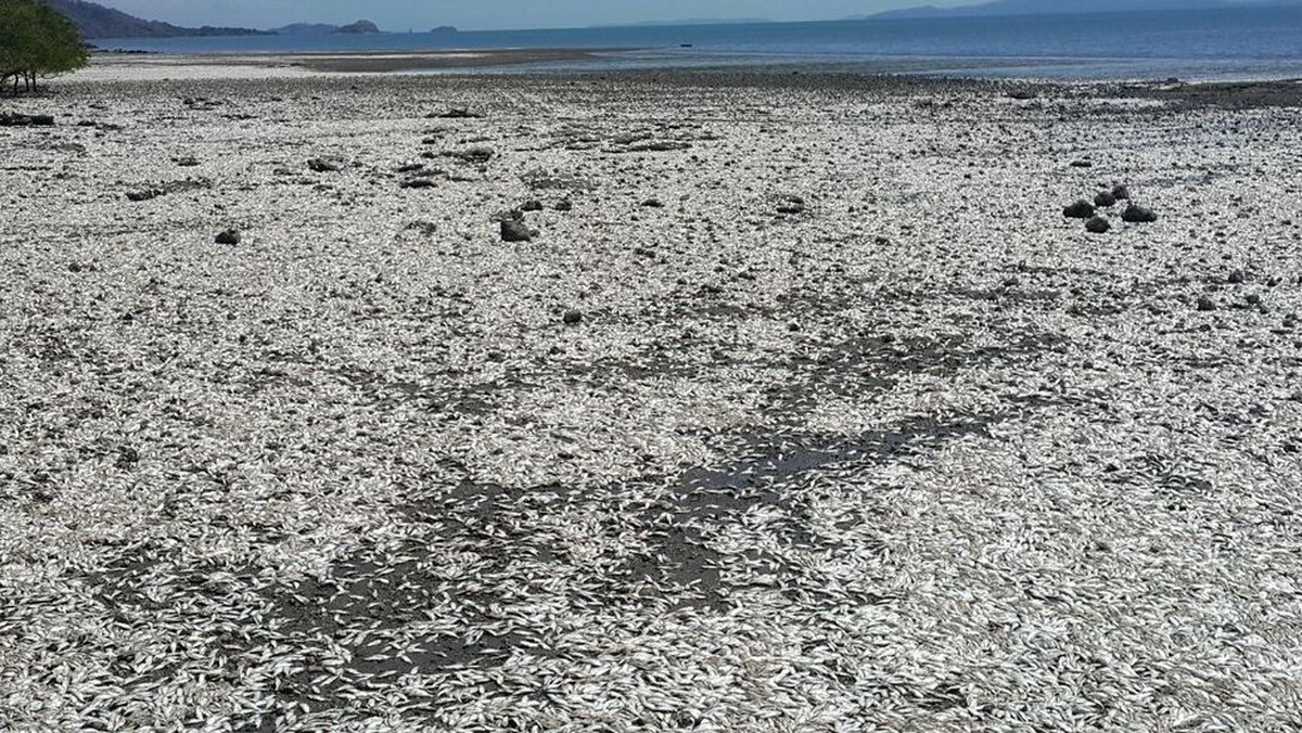 W tę środę setki tysięcy ryb zostało wyrzuconych na plażę w zatoce Nicoya, w Kostaryce. Zaniepokojone władze badają przyczynę tego zakrojonego na szeroką skalę zjawiska.