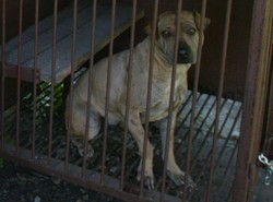 Spalił żywcem psy. "Nie miałem co z nimi zrobić"