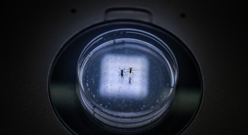 Mosquitos at the World Mosquito Programme lab in Medellin, Colombia [Federico Rios for The New York Times]