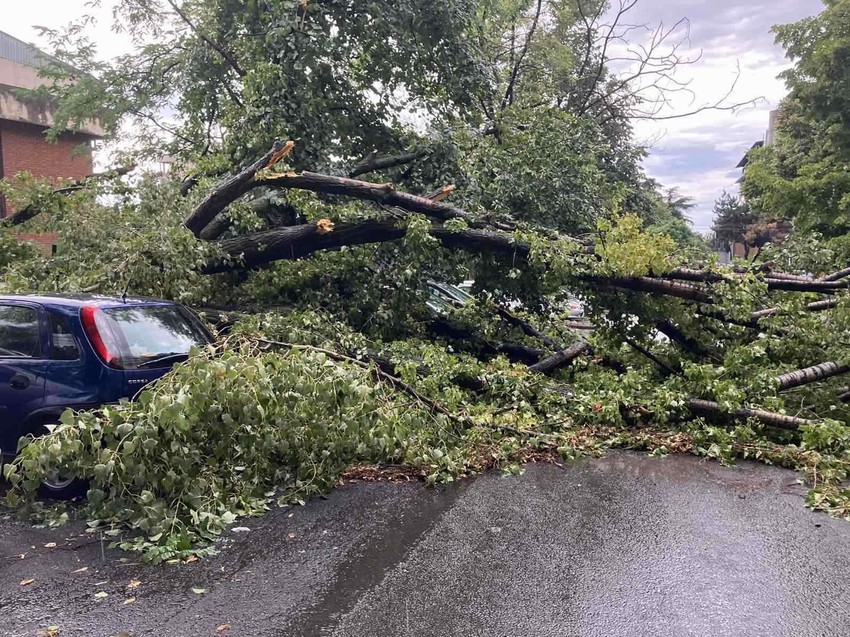 Drveće palo na automobile