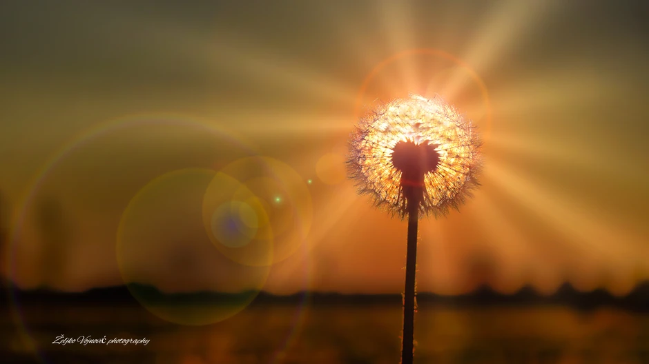 Željkove  fotografije