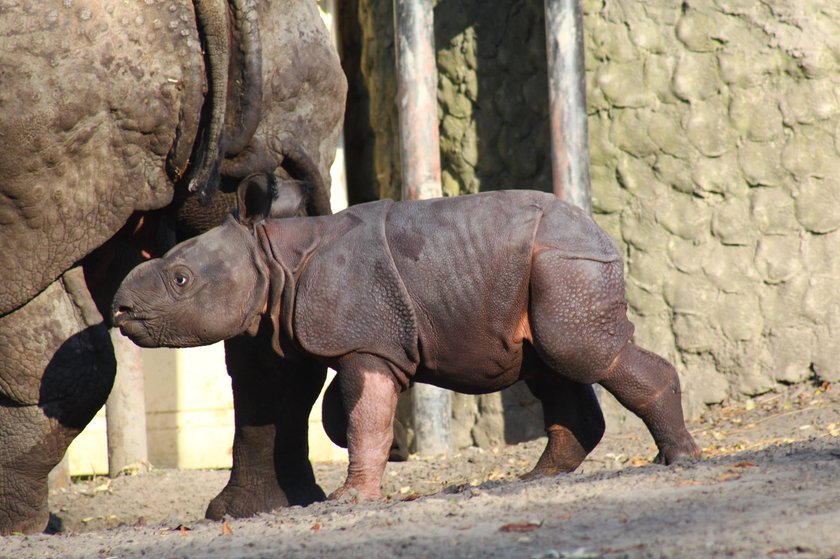 Mały nosorożec ze stołecznego ZOO