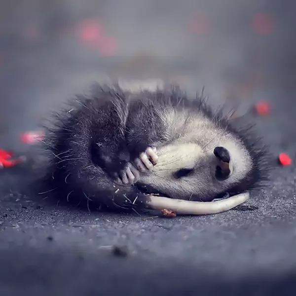 cute-possums-22__700