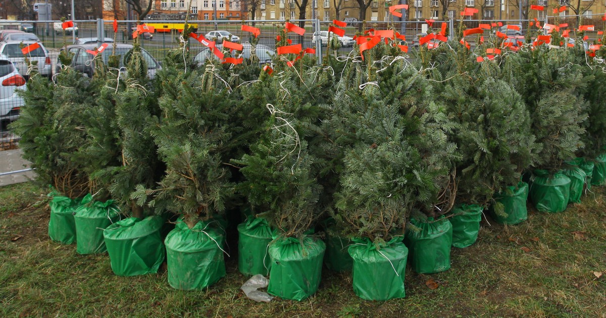 Zaskoczenie przy stoiskach z choinkami. Tyle trzeba wyjąć z portfela