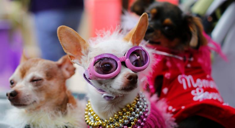 Stock image of a dog wearing sunglasses.REUTERS/Mike Blake