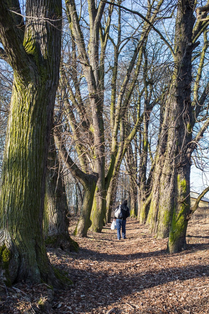 Odnowią park przy Browarnej