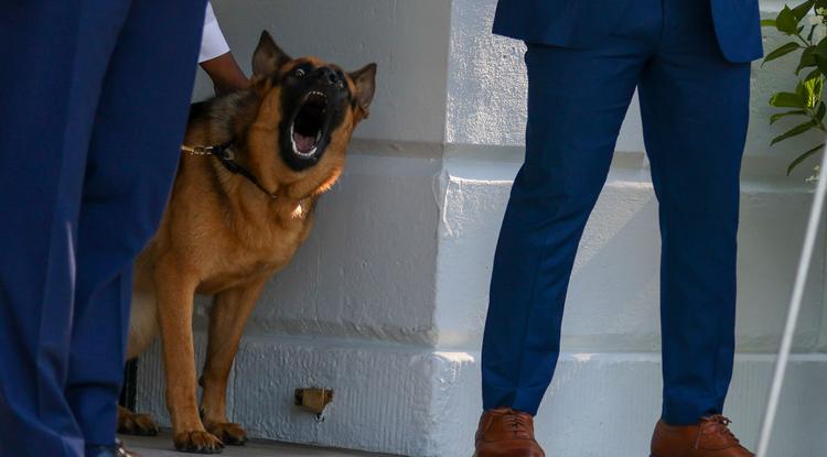 Joe Biden Commander névre hallgató kutyája már 11 alkalommal támadta meg az elnök biztonsági embereit