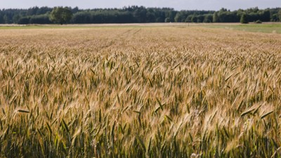 Kowalczyk: Polska to eksporter zboża. Wojna na Ukrainie nie uderza w ten sektor w naszym kraju