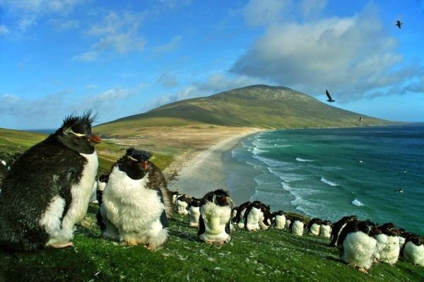 Pingwiny na jednej z wysp archipelagu Falklandów (fot Ben Tubby, opublikowano na licencji Creative Commons Attribution 20 Generic)