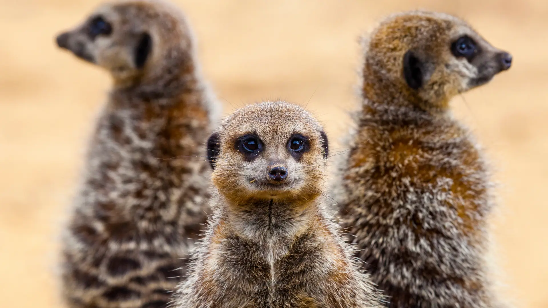 Możesz nazwać karalucha imieniem swojego ex a w zoo nakarmią nim surykatkę