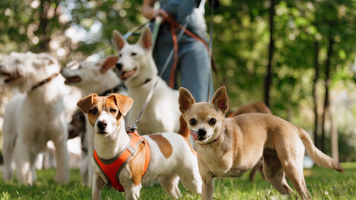 10 rasa pasa sa najkraćim životnim vekom: Jedna ne doživi ni 5 godina 
