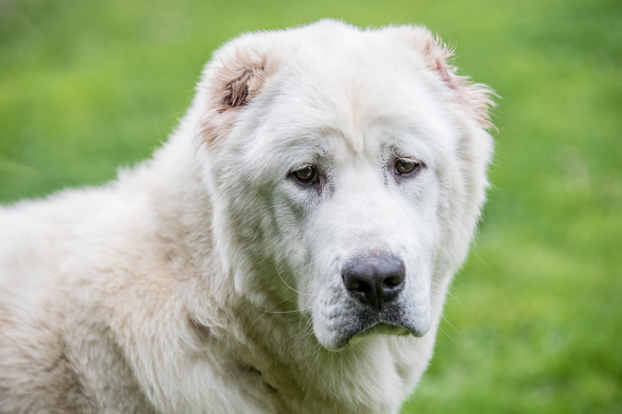 Owczarek środkowoazjatycki to pies, który powinien zostać poddany szkoleniu z posłuszeństwa - popovj2/stock.adobe.com
