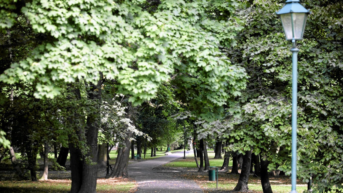Kraków ma poważny problem. Jak stwierdził na antenie Radia Kraków dendrolog Piotr Muras, w naszym mieście sadzi się niewłaściwe drzewa.