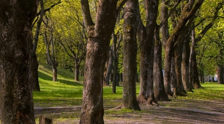 Parkban szexeltek a nők gyerekek szeme láttára /Illusztráció: Northfoto