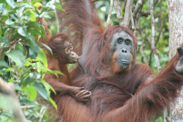 Orangutan sam się leczył