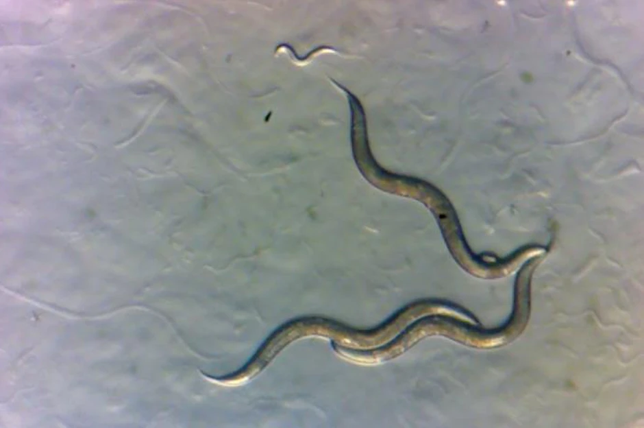 Nematode