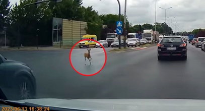 Zderzenie z sarną w centrum Łodzi. Do sieci trafiło dramatyczne nagranie