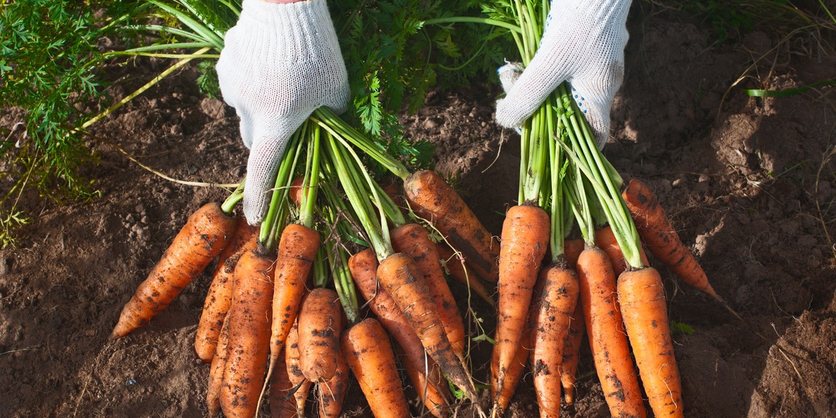 organic homemade vegetables harvest carrots in the hands of a child. Selective focus.