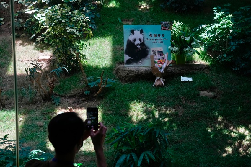 Džinovska panda An An