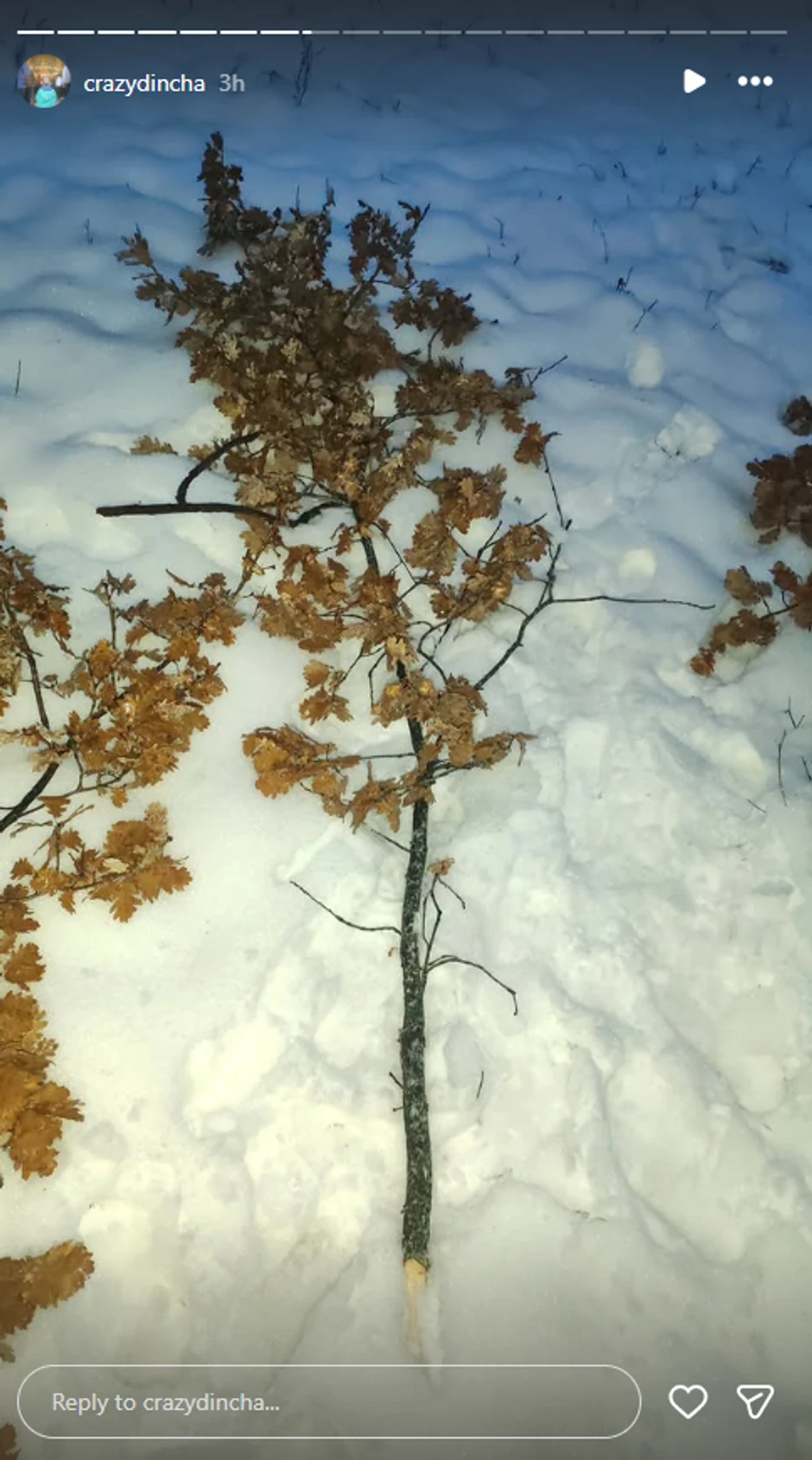 Dinča otišao u Badnjake