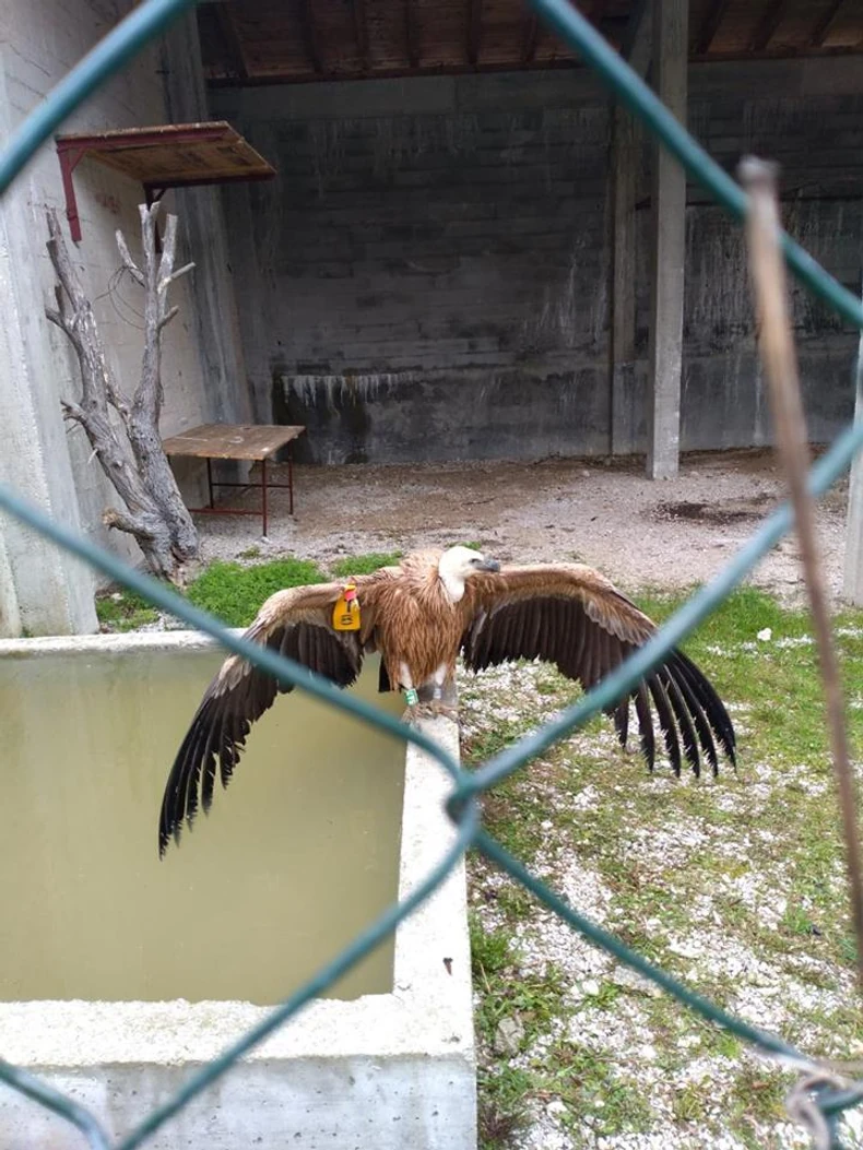 Dobrila se ponaša kao pas, a ne ptica