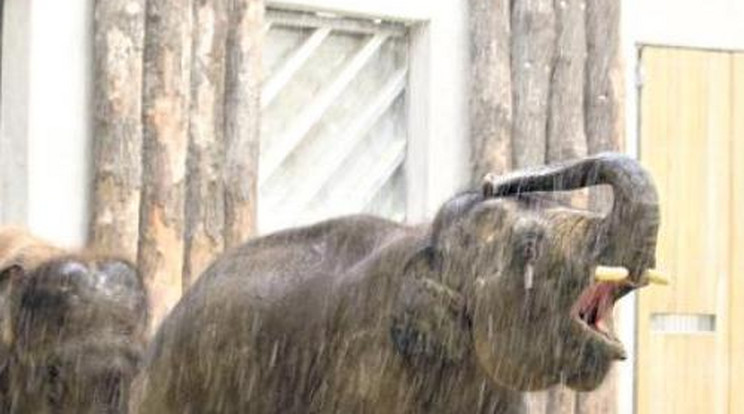 Így zuhanyoznak a veszprémi elefántok