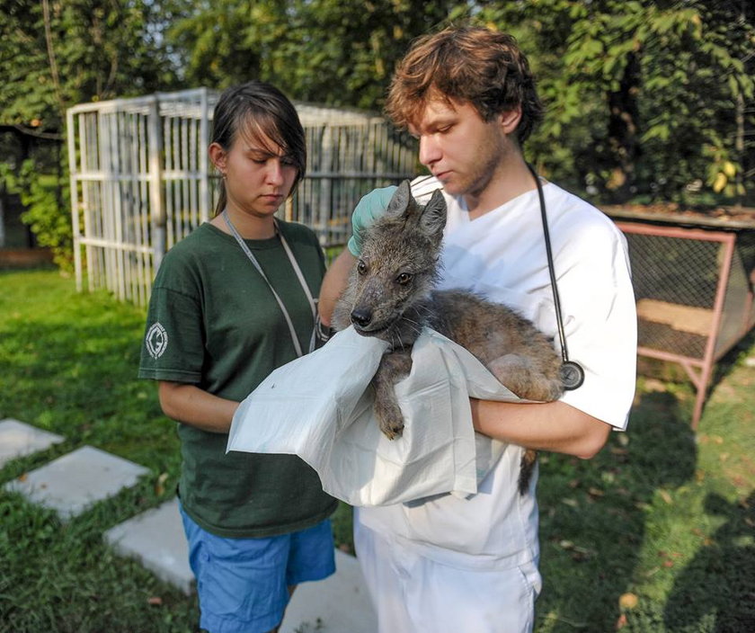 Lekarze uratowali małego wilczka