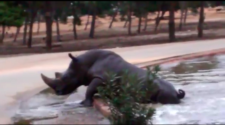 Az orrszarvú a vízbe zuhant / Fotó: Youtube