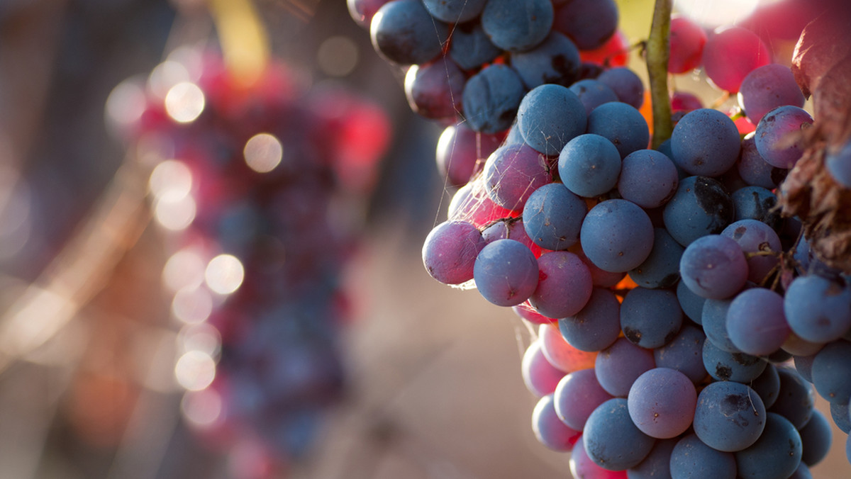 Blisko 60 proc. spośród 150 podkarpackich winnic przyjmuje turystów. - Nasi winiarze proponują im m.in. zwiedzanie winnic, degustacje, kupno wina – powiedziała prezes Ewa Wawro z fundacji Galicja Vitis.